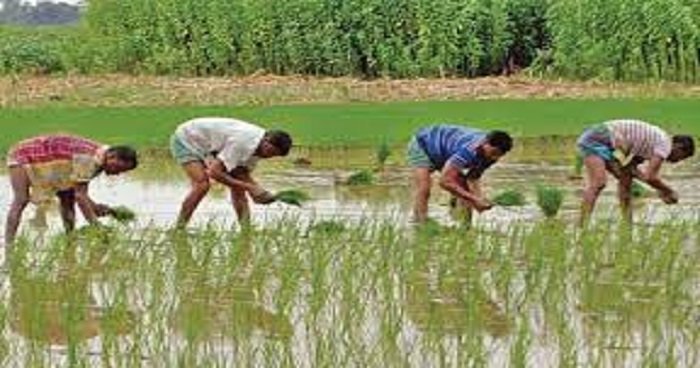 গাইবান্ধায় ১ লাখ ২৮ হাজার হেক্টর জমিতে আমন আবাদের লক্ষ্যমাত্রা